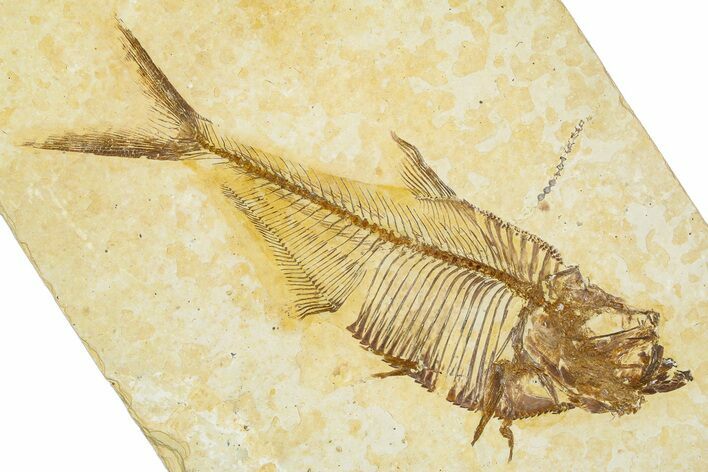 Detailed Fossil Fish (Diplomystus) - Wyoming #379504